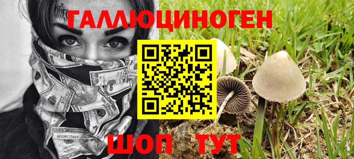 Галлюциногенные грибы GOLDEN TEACHER  Вход с VPN  наркота  Искитим  Псилоцибиновые грибы Psilocybine cubensis 